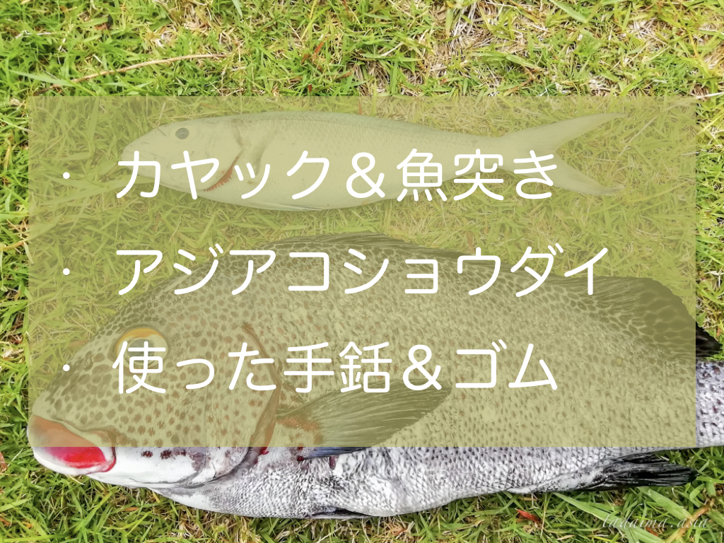 アジアコショウダイ60cmオーバー シーカヤックからの魚突き 泳げなかったのに魚突き